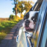 The Benefits of Pet Boarding Services